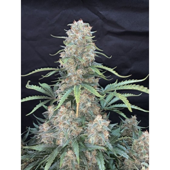 AFGHAN KUSH, 1 SEMILLA...
