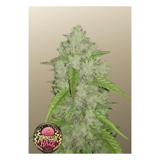 AMNESIA HAZE, 1 SEMILLA...