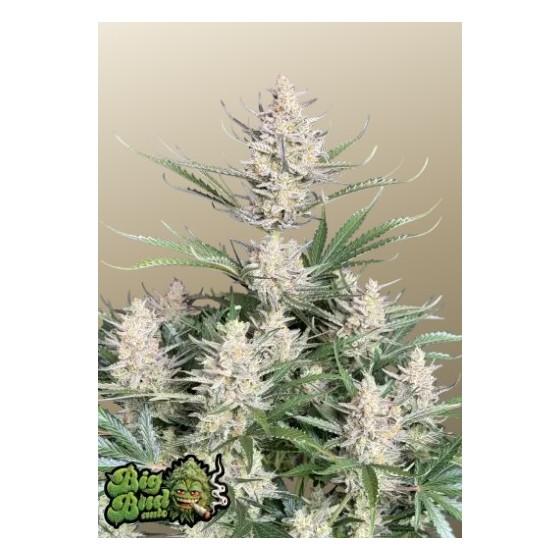 BIG BUD, 1 SEMILLA...