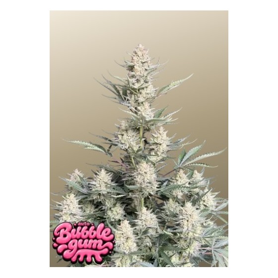 BUBBLEGUM, 3 SEMILLA...