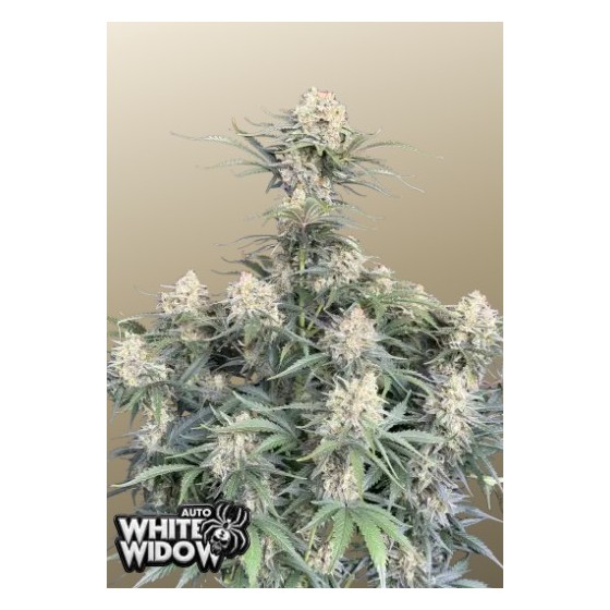 WHITE WIDOW, 3 SEMILLA...