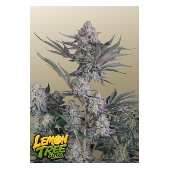 LEMON TREE, 3 SEMILLA...