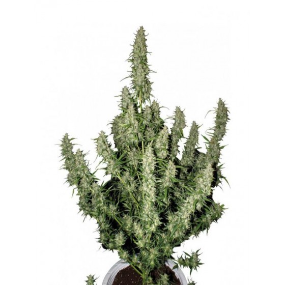 MAGNUM 1 Semilla (Auto) (BUDDHA SEEDS)