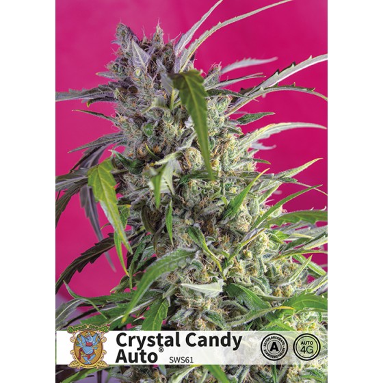 Crystal Candy 3+1 Semillas (Auto)