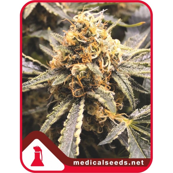 RECOVERY, 5 SEMILLAS (FEMINIZADA CBD)(MEDICAL SEEDS)