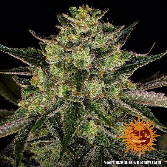 GORILLA ZKITTLEZ 3 SEMILLAS (FEMINIZADA)(BARNEYS FARM)