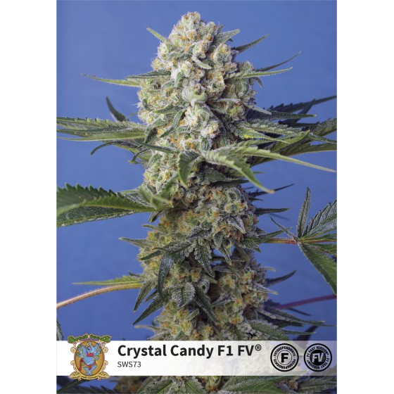 CRYSTAL CANDY, 3+1 SEMILLAS (FEMINIZADA FAST F1)(SWEET SEEDS)
