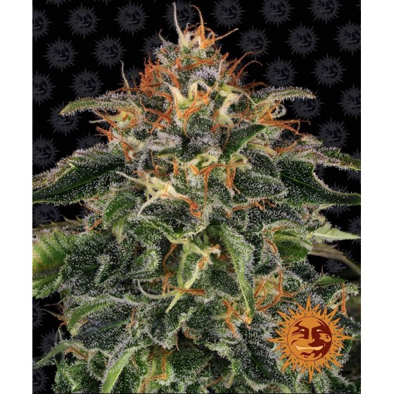 Moby Dick 10 Semillas...