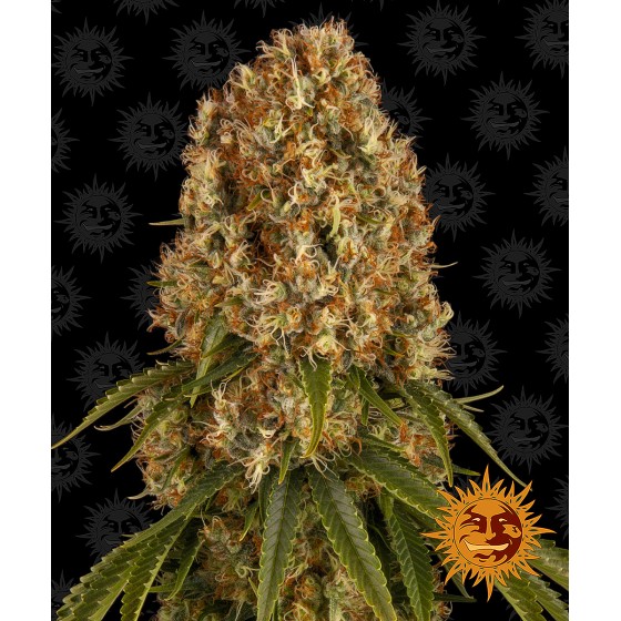 Orange Sherbert 3 Semillas...