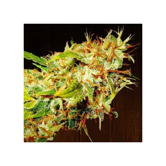 ZAMALDEICA 1 Semillas (Feminizada) (ACE SEEDS)