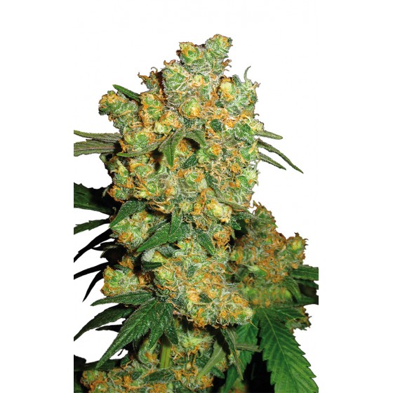 Big Bud 5 Semillas...