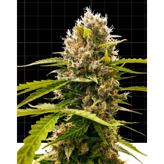 MANDARINE PUNCH 3 Semillas (Feminizada) (SENSI SEEDS RESEARCH)