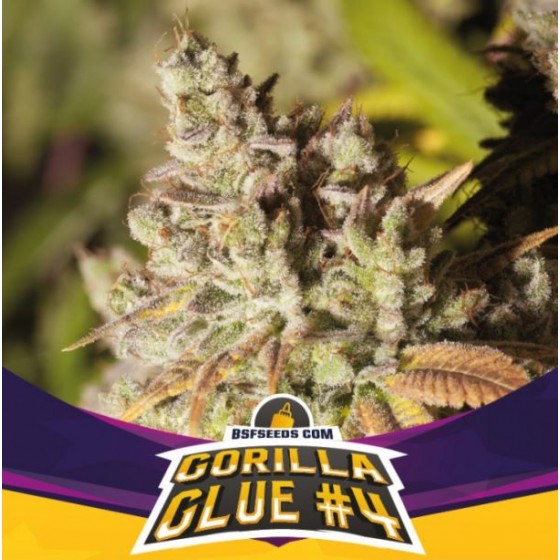 Gorilla Glue #4, 2 Semillas (Feminizadas)