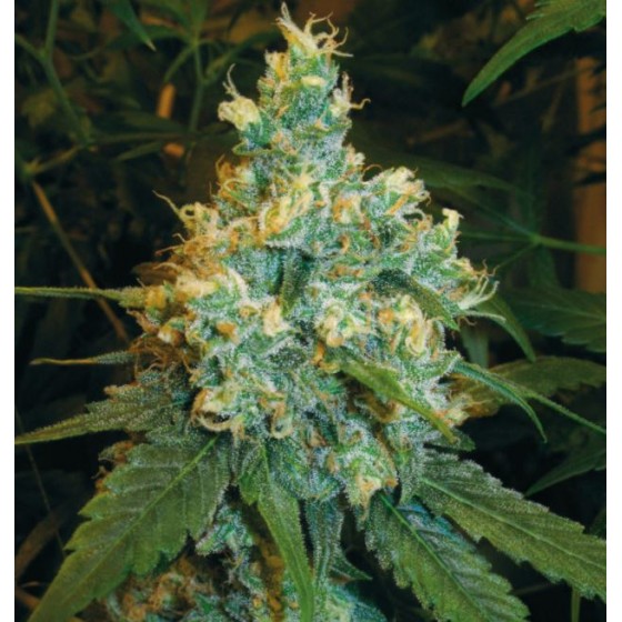 JACK HERER, 3 Semillas...