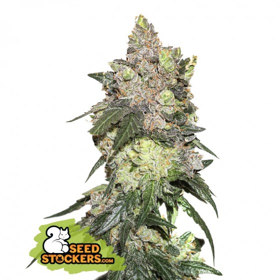 Girl Scout Cookies 5...