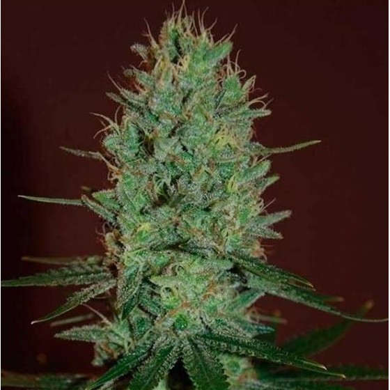 AMNESIA HAZE 1 Semilla...