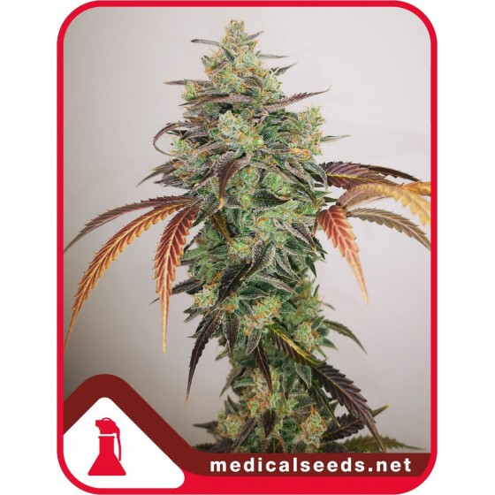 Y Griega CBD 2.0, 5...