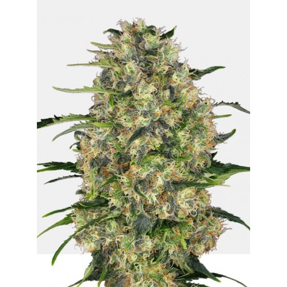 BLACK DOMINA 3 Semillas (Feminizada) (SENSI SEEDS)