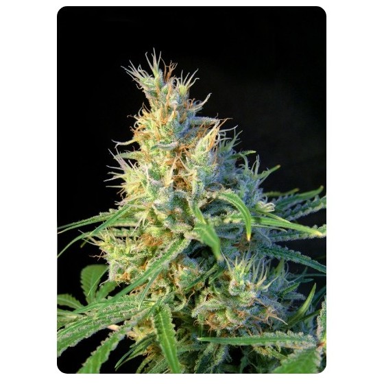 PSICODELICIA, 3+1 Semillas (Feminizada) (SWEET SEEDS)