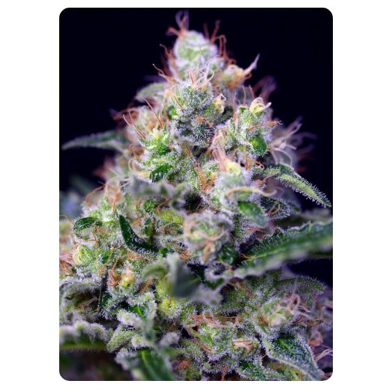 CREAM CARAMEL, 3+1 Semillas (Feminizada) (SWEET SEEDS)