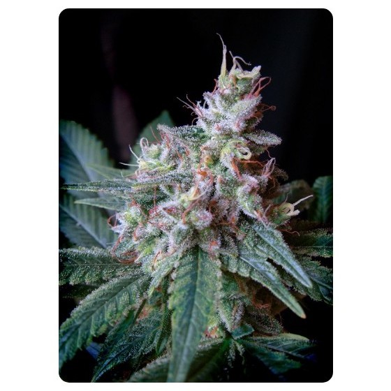 CREAM CARAMEL, 3+1 SEMILLAS...