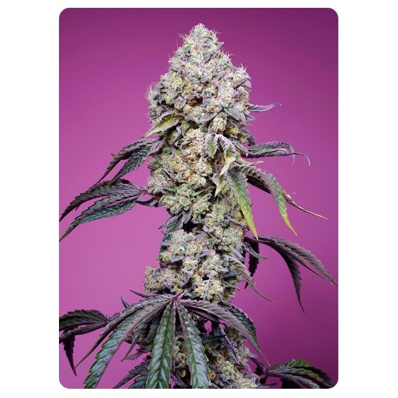 SWEET MANDARINE ZKITTLEZ, 3+1 SEMILLAS (FEMINIZADA FAST F1)(SWEET SEEDS)
