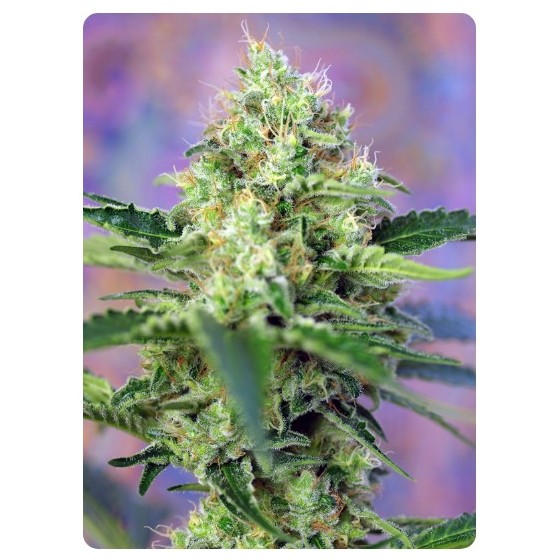 CRYSTAL CANDY, 5+2 Semillas (Feminizada) (SWEET SEEDS)