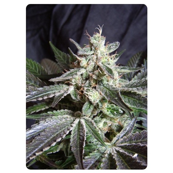 BLACK JACK, 5+2 Semillas (Feminizada) (SWEET SEEDS)