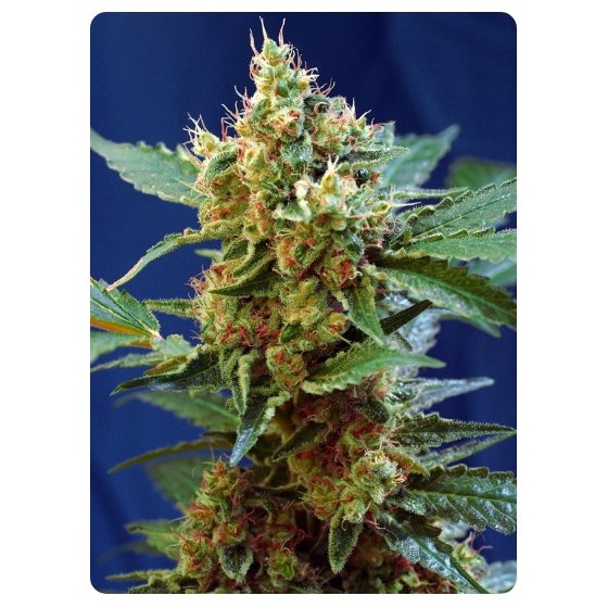 CREAM MANDARINE XL, 3+1 Semillas (Auto) (SWEET SEEDS)