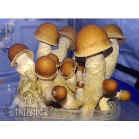 GROW KIT PENIS ENVY (PAN DE SETAS TATANDI)