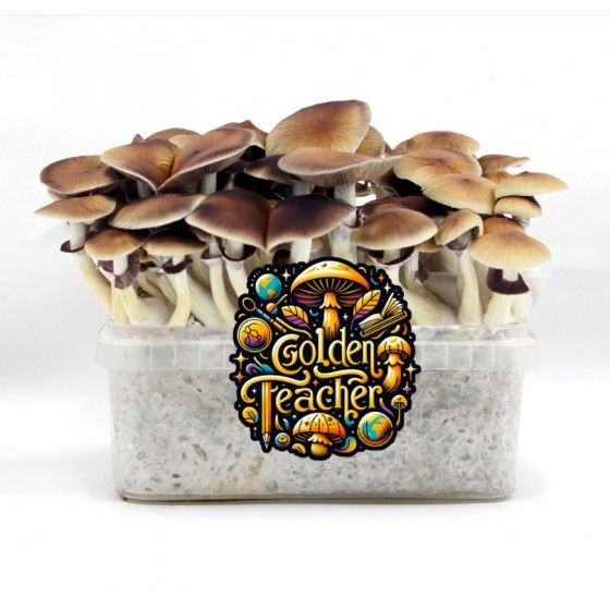 GROW KIT SETAS GOLDEN TEACHER (TATANDI)