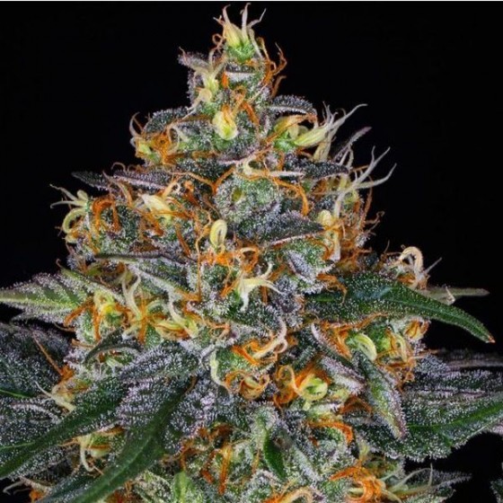 MOBY DICK 3 Semillas (Auto) (BARNEYS FARM)