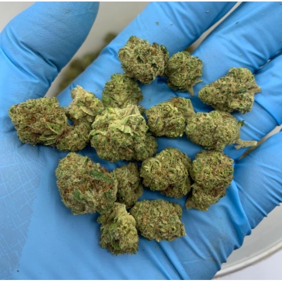 GELATO PREMIUM SMALL BUDS 25GR