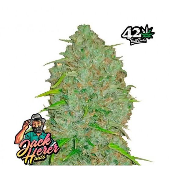 ORIGINAL JACK HERER, 3 SEMILLAS (AUTO)(FAST BUDS 42)