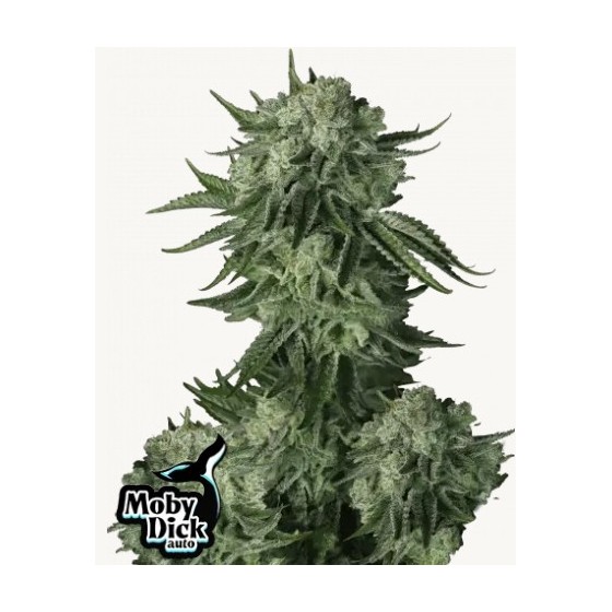 ORIGINAL MOBY DICK, 3 SEMILLAS (AUTO)(FAST BUDS 42)