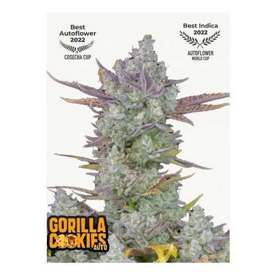 GORILLA COOKIES, 1 SEMILLA...