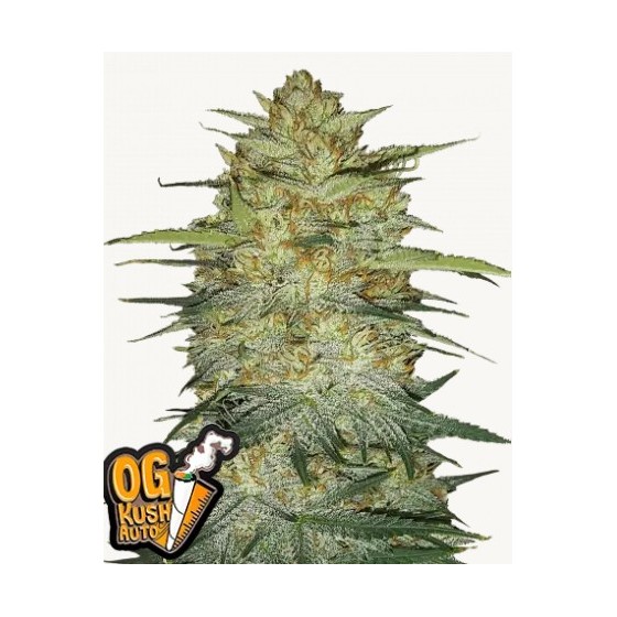 OG KUSH, 1 SEMILLA...