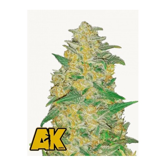 AK, 3 SEMILLAS (AUTO)(FAST...