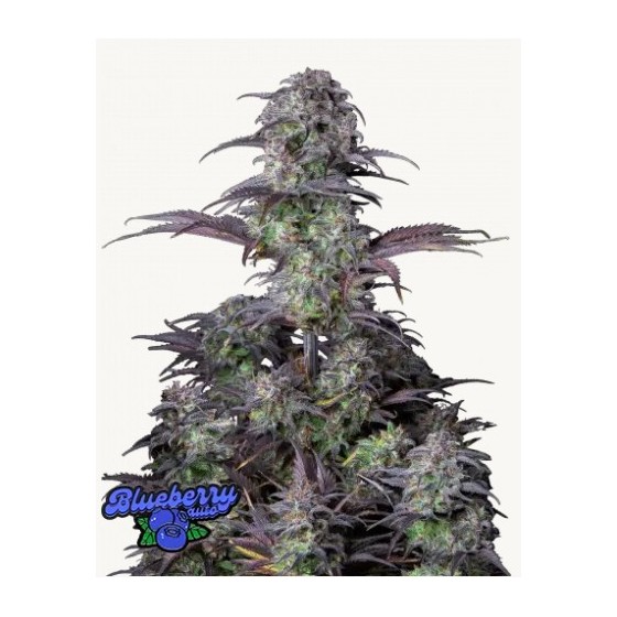 BLUEBERRY, 1 SEMILLA...