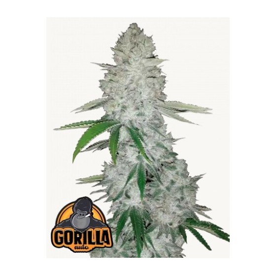 GORILLA GLUE, 1 SEMILLA...