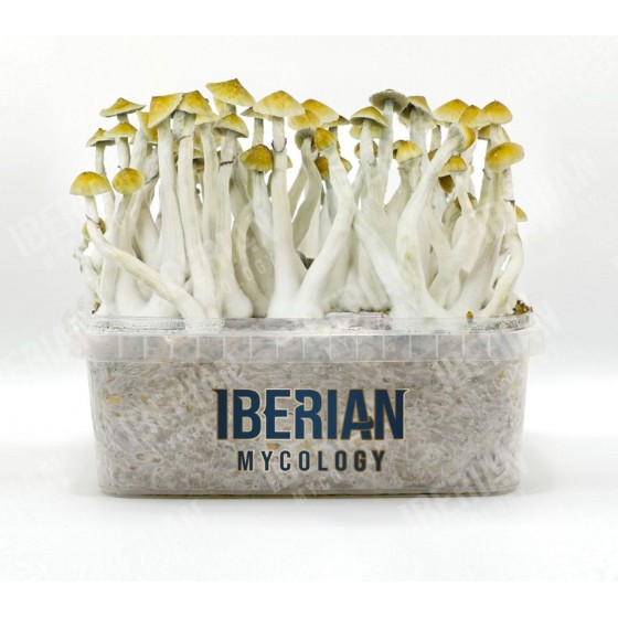 GROW KIT SETAS MEXICANA...