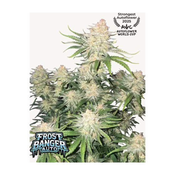 FROST BANGER, 1 SEMILLA...