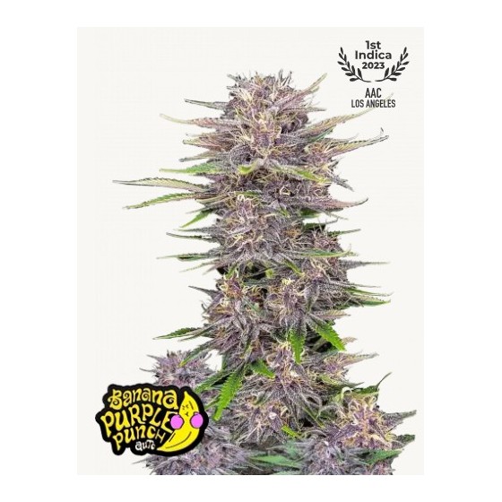 BANANA PURPLE PUNCH, 1...