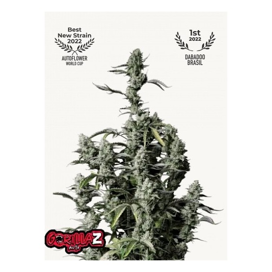 GORILLA ZKITTLEZ, 3 SEMILLA...