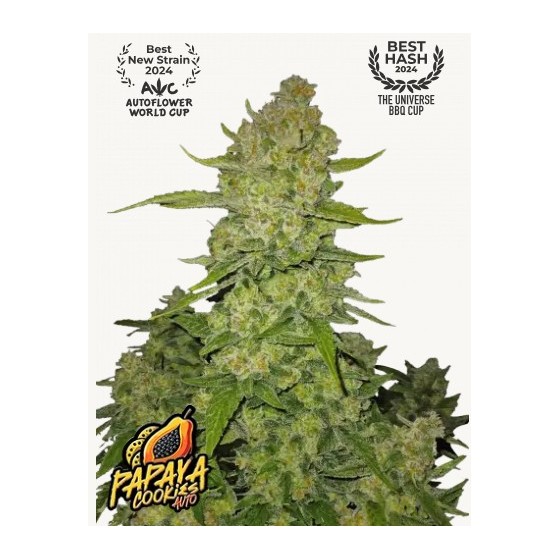 PAPAYA COOKIES, 3 SEMILLAS...