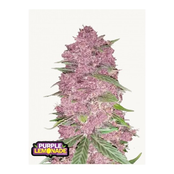 PURPLE LEMONADE, 1 SEMILLA...