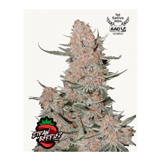 ZTRAWBERRIEZ, 1 SEMILLA (AUTO)(FAST BUDS 42)