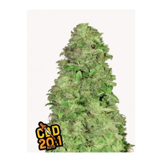 CBD 20:1, 3 SEMILLAS...