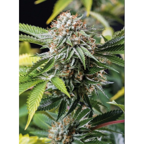 MANGO SHAPPHIRE, 10...