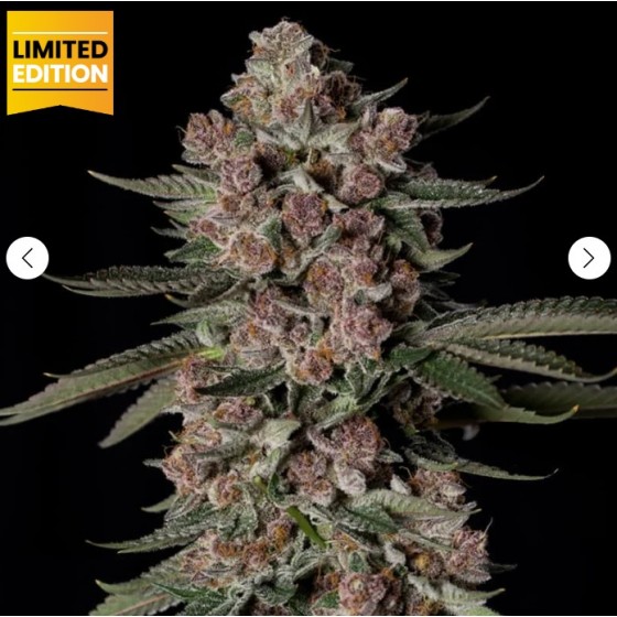 TROPICAL JAM, 5 SEMILLAS...